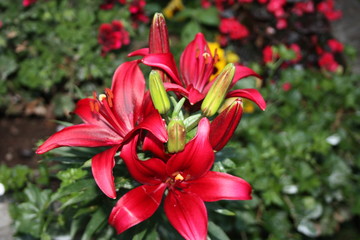 flowering red lily plant. botanical close-up and floral detail