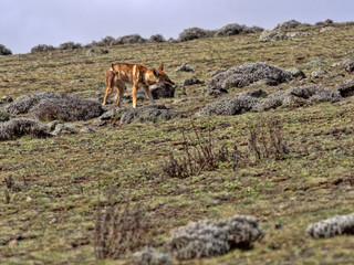 The Rarest Canine Beast,Ethiopian wolf,  Canis simensis, Big-headed Hunting African Mole-Rat, Sanetti Plateau, Bale National Park, Ethiopia