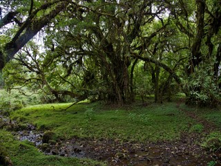 Dense forest, Bale National Park, Ethiopia
