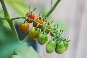 Organic tomatoes growing in the garden