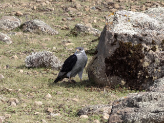 Augur Buzzard, Buteo augur, Bale National Park, Ethiopia.