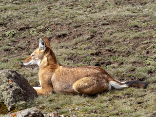 The Rarest Canine Beast, Ethiopian wolf, Canis simensis, Sanetti plateau, Bale National Park, Ethiopia