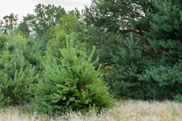 young pine trees in forest