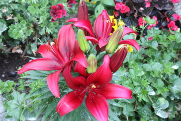 flowering red lily plant. botanical close-up and floral detail
