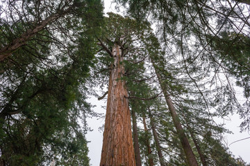 Fototapeta premium Sequoia National Park in California. The park is notable for its giant sequoia trees. USA
