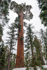 Fototapeta premium Sequoia National Park in California. The park is notable for its giant sequoia trees. USA