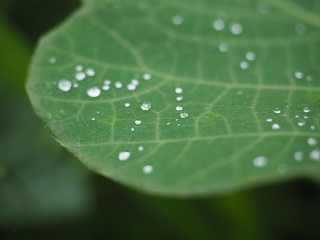 雨上がりに水滴のついた葉っぱ
