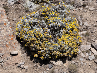 Carpets of Helichrysum splendidum, Sanetti plateau, Bale National Park, Ethiopia.