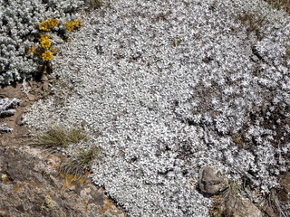 Carpets of Helichrysum brownei, Sanetti plateau, Bale National Park, Ethiopia.
