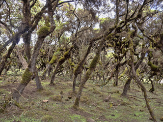 Tree heath, Erica arborea, Harenna reserve, Bale National Park, Ethiopia.