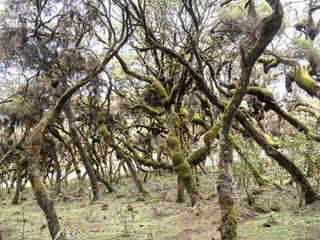 Tree heath, Erica arborea, Harenna reserve, Bale National Park, Ethiopia.
