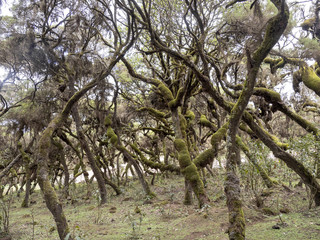 Tree heath, Erica arborea, Harenna reserve, Bale National Park, Ethiopia.