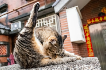 fat stray tabby cat scratching himself