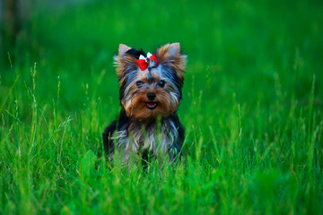 Dog breed miniature Yorkshire terrier