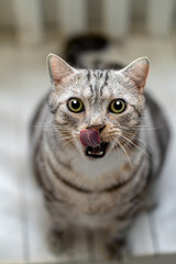 Portrait of cute short hair cats licking when eat Cat candy on the wooden chair, green and yellow eyes Mammal, animal Pets concept