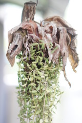 fresh fish in the market