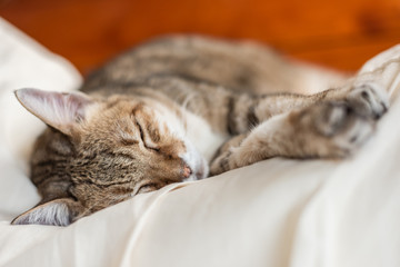 funny tabby cat sleep on a bed