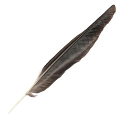 Grey crow feather isolated on white background