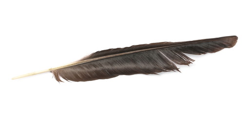 Grey crow feather isolated on white background