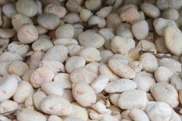 white beans background