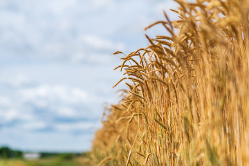 Field of ripe wheat on a sunny day.