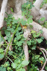 green moss on a tree
