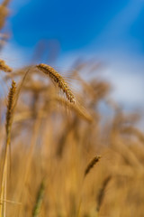 Field of ripe wheat on a sunny day.