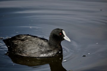 coot on water