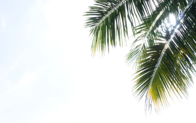 Fototapeta premium Coconut tree on blue sky Clouds on background, with copy space for your text.