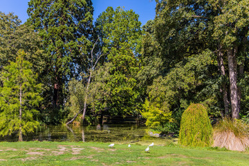  Ducks graze on a green lawn