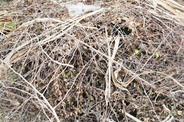 texture of dry grass