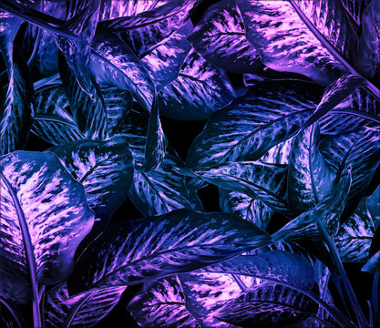 Dieffenbachia with two tone effect