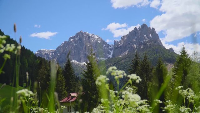 Beautiful Alpine Meadow