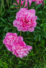 Luxurious flowers of pink peony in the midst of green leaves.