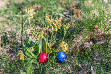 Echte Schlüsselblume mit bunten Ostereiern in der Frühlingssonne im Garten, Deutschland