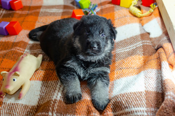 1 month old dog with toys. East European Shepherd puppy on a checkered color background. Too cute