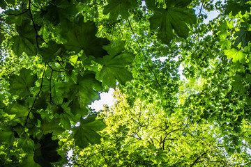 Oak, horse chestnut and maple trees seen upwards, leyers of leaves visible