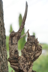 tree growing from soil