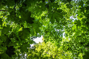 Obraz premium Oak, horse chestnut and maple trees seen upwards, leyers of leaves visible