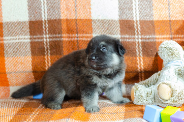 1 month old dog with toys. East European Shepherd puppy on a checkered color background. Too cute
