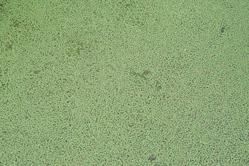 texture of green wall