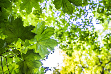 Oak, horse chestnut and maple trees seen upwards, leyers of leaves visible