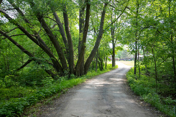 Fototapeta premium Forest landscape in sunny weather - forest trees on dirt road lit by sunset light 