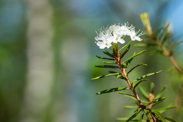 flowers on tree