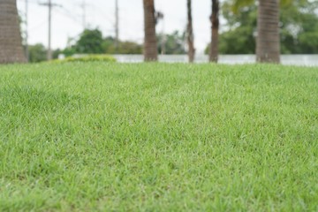 green grass in the park