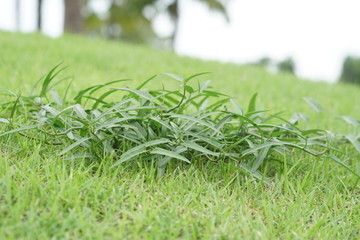 fresh dill and parsley