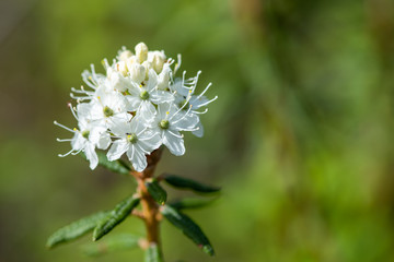 white flower