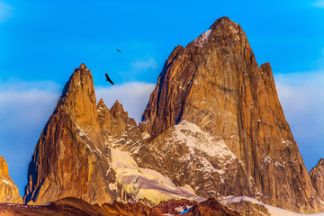 Huge Andean condors fly in the sky