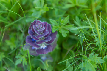 purple mountain flowers with fluffy petals