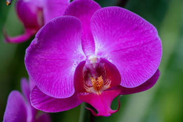 Colorful Orchid flower